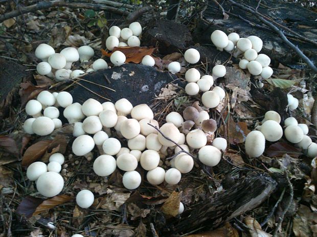 prášnica hruškovitá Lycoperdon pyriforme Schaeff.