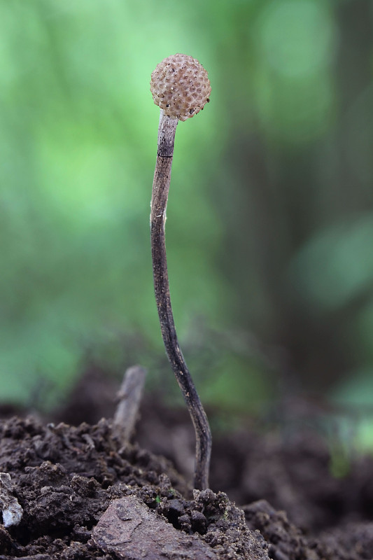 žezlovka bystrušková Ophiocordyceps entomorrhiza (Dicks.) G.H. Sung, J.M. Sung, Hywel-Jones & Spatafora