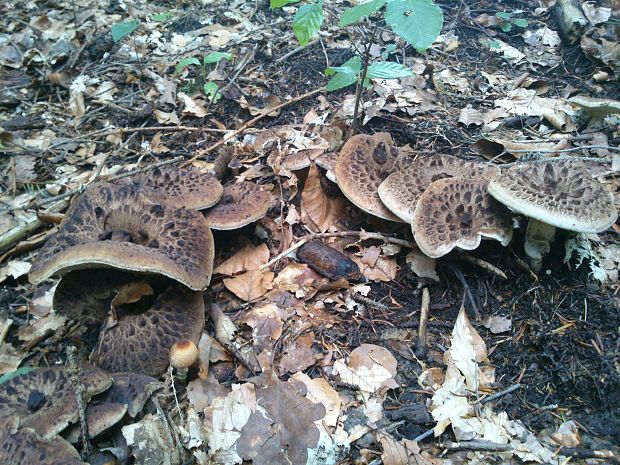 jelenkovec škridlicovitý Sarcodon imbricatus (L.) P. Karst.