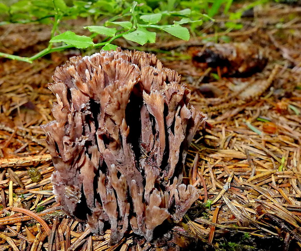 plesňovka smradľavá Thelephora palmata (Scop.) Fr.