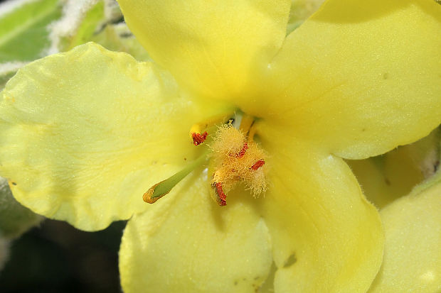 divozel veľkokvetý Verbascum densiflorum Bertol.