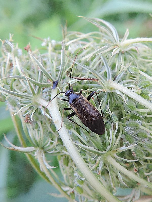 bzdôška čierna / klopuška černá Adelphocoris seticornis Fabricius, 1775