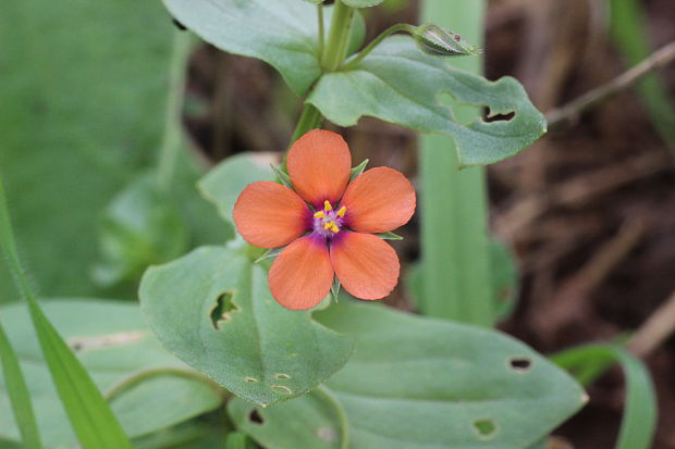 drchnička roľná Anagallis arvensis L.