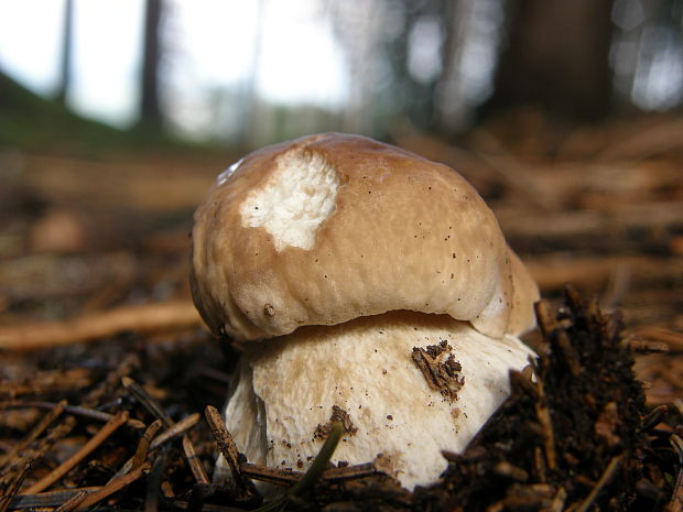 hríb smrekový Boletus edulis Bull.