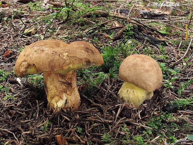 hríb horský Butyriboletus subappendiculatus (Dermek, Lazebn. & J. Veselský) D. Arora & J.L. Frank