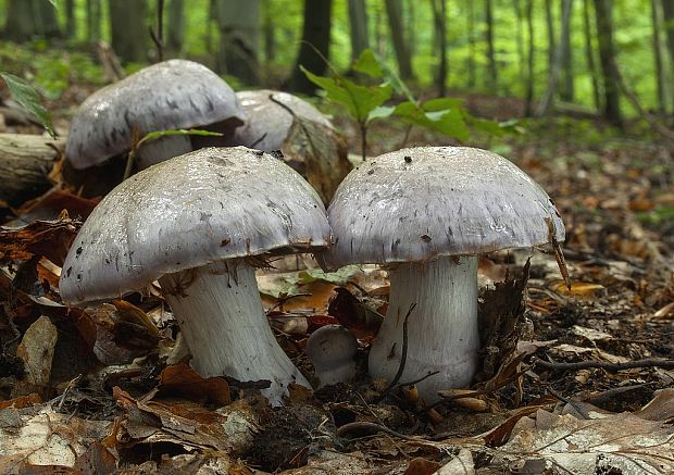 pavučinovec smradľavý Cortinarius traganus (Fr.) Fr.