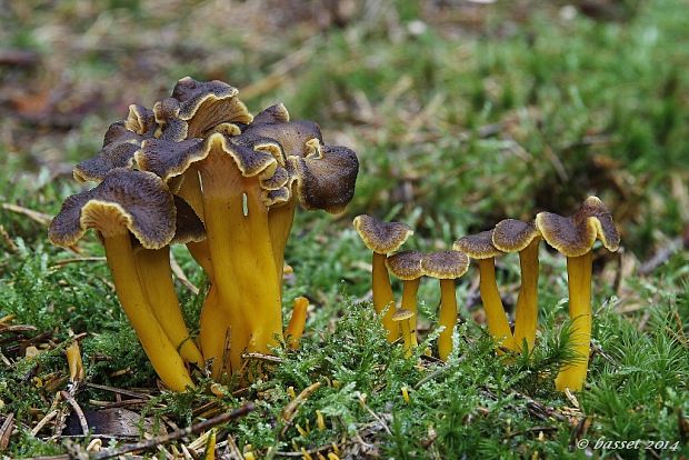 kuriatko lievikovité Craterellus tubaeformis (Fr.) Quél.