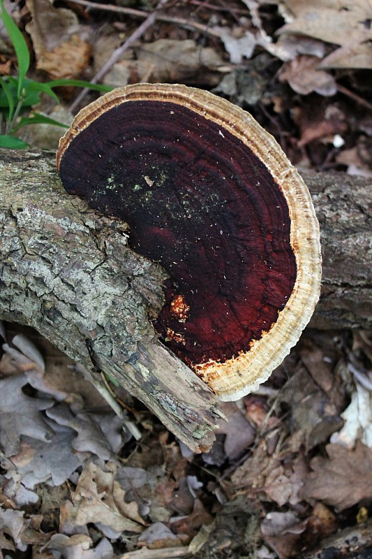 sieťkovček červenkastý Daedaleopsis confragosa (Bolton) J. Schröt.