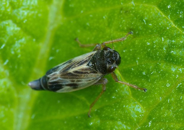 cikádka Evacanthus acuminatus