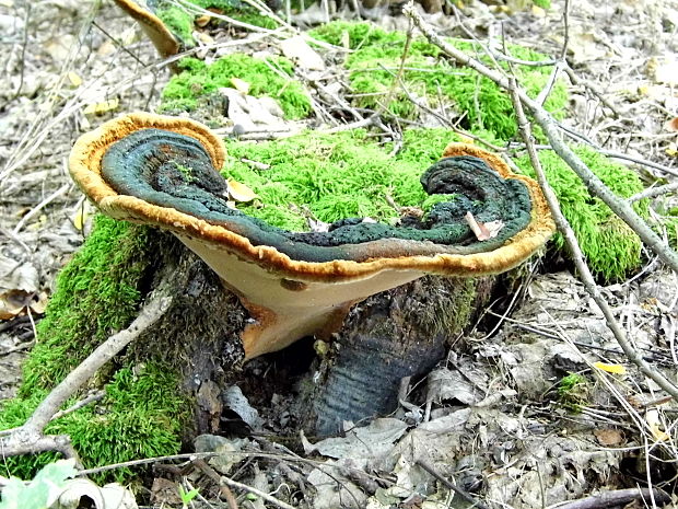 práchnovček pásikavý Fomitopsis pinicola (Sw.) P. Karst.