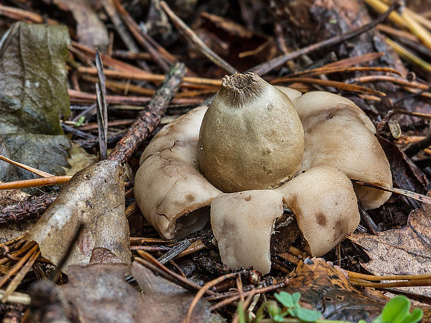 hviezdovka strapkatá Geastrum fimbriatum Fr.