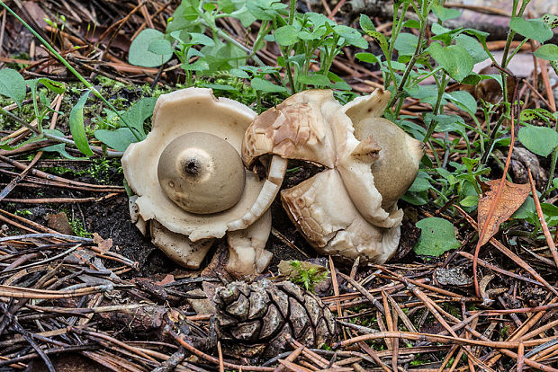 hviezdovka trojitá Geastrum triplex Jungh.