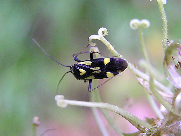 bzdôška / klopuška Grypocoris stysi Wagner, 1968