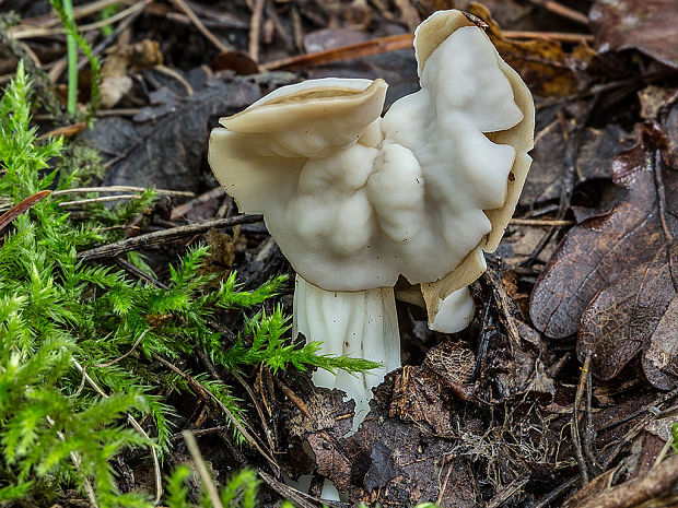 chriapač kučeravý Helvella crispa (Scop.) Fr.