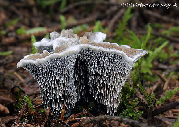 jelenkovka voňavá Hydnellum cf. suaveolens (Scop.) P. Karst.