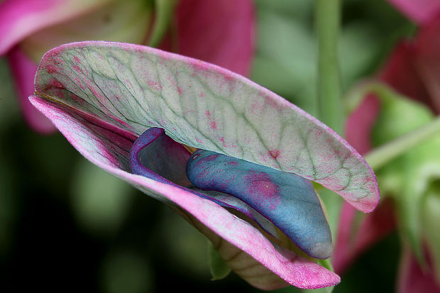 hrachor Lathyrus sp.