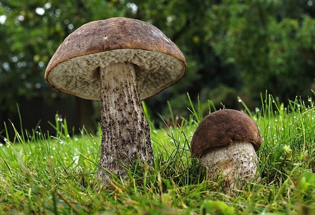 kozák brezový Leccinum scabrum (Bull.) Gray