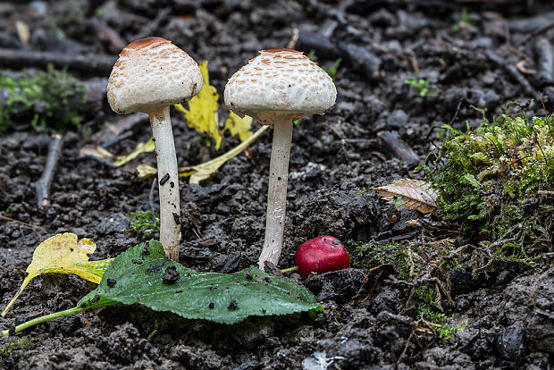 bedlička Lepiota sp.