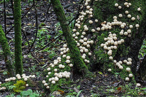 prášnica hruškovitá Lycoperdon pyriforme Schaeff.