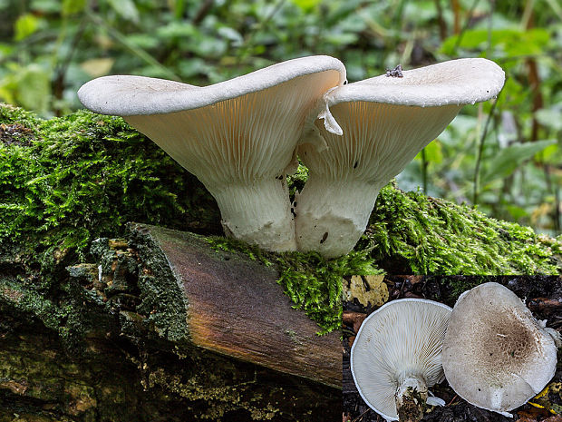 hliva dubová Pleurotus dryinus (Pers.) P. Kumm.