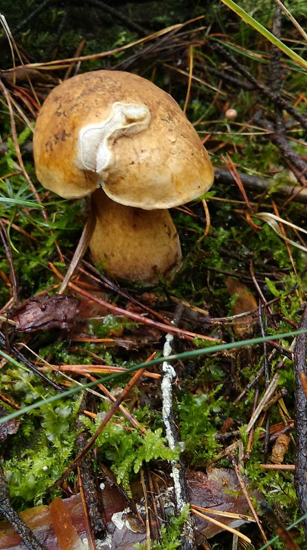 podhríb žlčový Tylopilus felleus (Bull.) P. Karst.