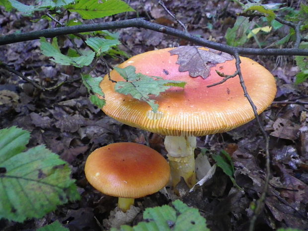 muchotrávka cisárska Amanita caesarea (Scop.) Pers.