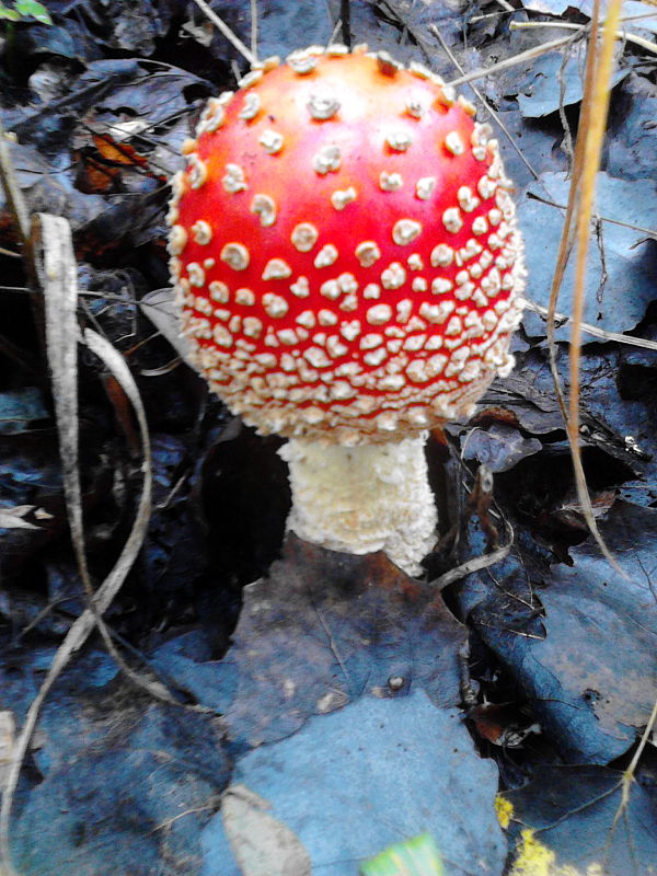 muchotrávka červená Amanita muscaria (L.) Lam.