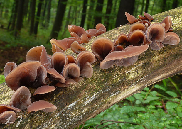 uchovec bazový Auricularia auricula-judae (Bull.) Quél.