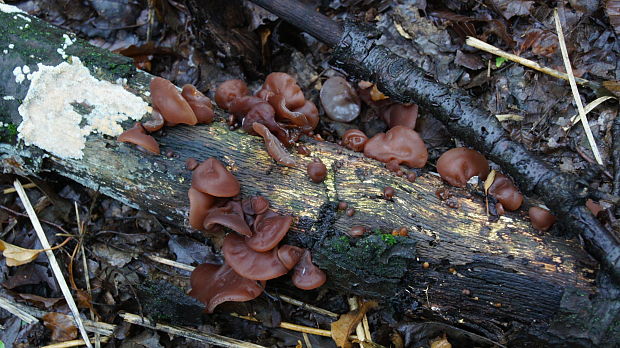 uchovec bazový Auricularia auricula-judae (Bull.) Quél.