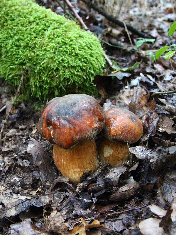 hríb bronzový Boletus aereus Bull. ex Fr.