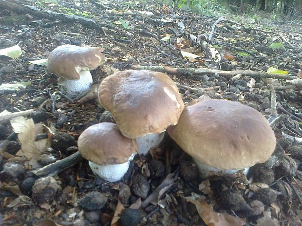 hríb smrekový Boletus edulis Bull.