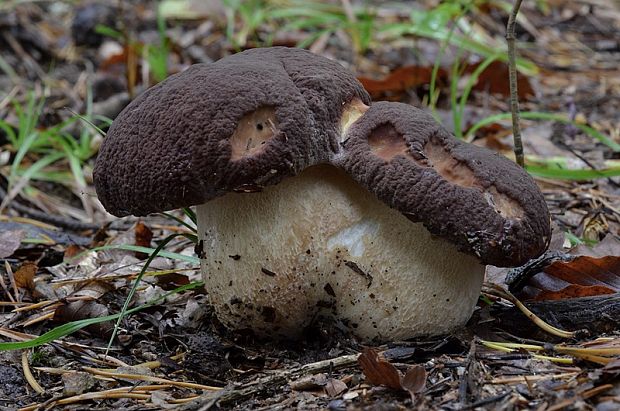 hríb sosnový Boletus pinophilus Pil. et Dermek in Pil.