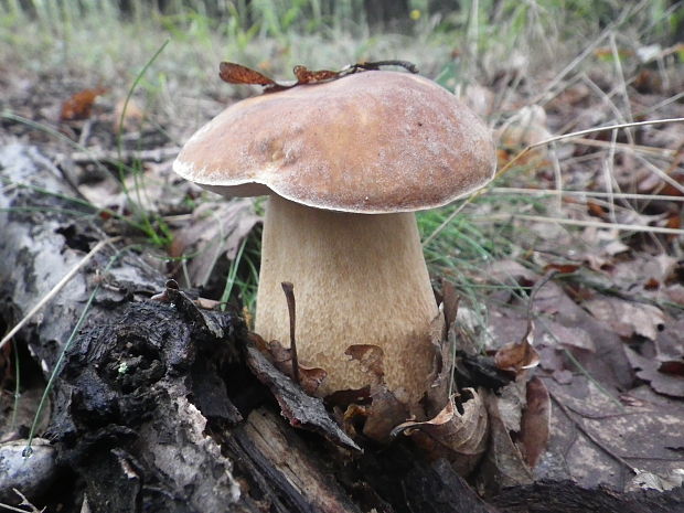 hríb dubový Boletus reticulatus Schaeff.