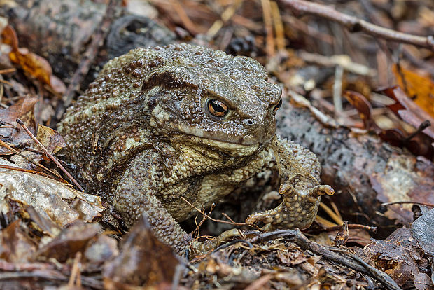 ropucha obyčajná Bufo bufo