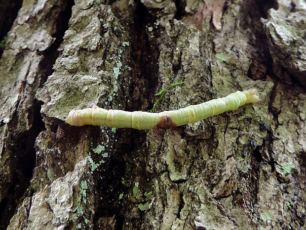 piadivka lipová (cf.) / píďalka lípová (cf.) Chloroclysta cf. siterata