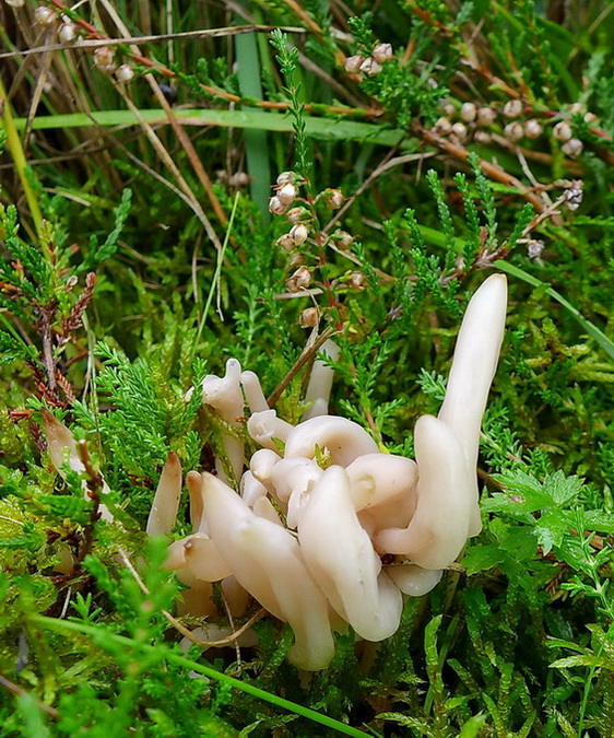 kyjačik Clavaria sp.