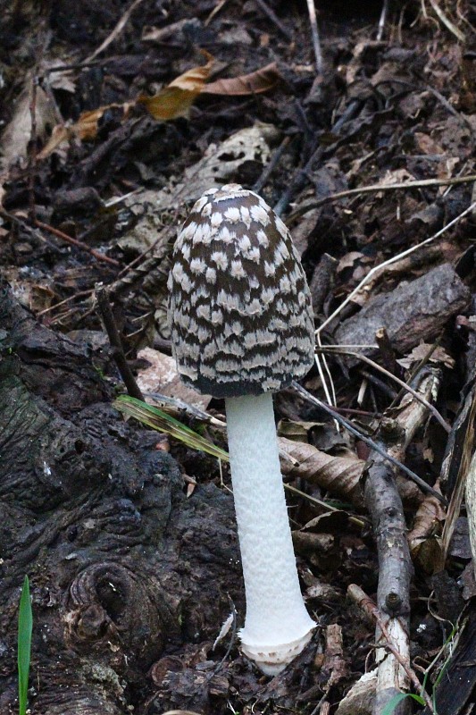 hnojník strakatý Coprinopsis picacea (Bull.) Redhead, Vilgalys & Moncalvo