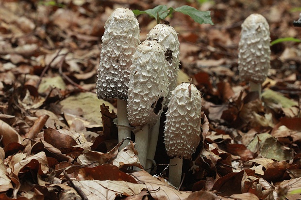 hnojník obyčajný Coprinus comatus (O.F. Müll.) Pers.