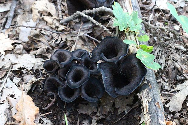 lievik trúbkovitý Craterellus cornucopioides (L.) Pers.