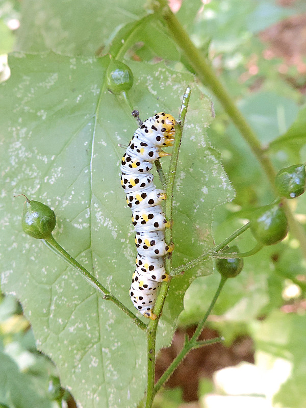 mora krtičníková / kukléřka krtičníková Cucullia scrophulariae Denis & Schiffermüller, 1775