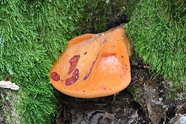 pečeňovec dubový Fistulina hepatica (Schaeff.) With.