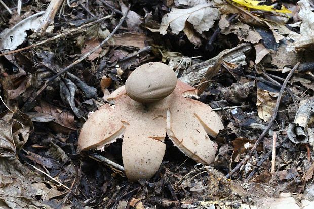 hviezdovka červenkastá Geastrum rufescens Pers.