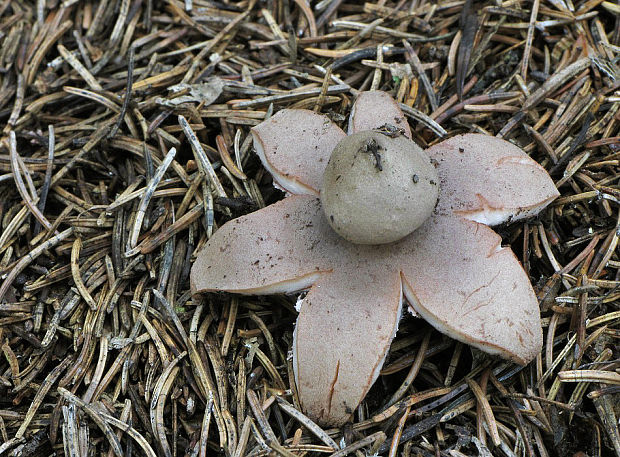 hviezdovka červenkastá Geastrum rufescens Pers.