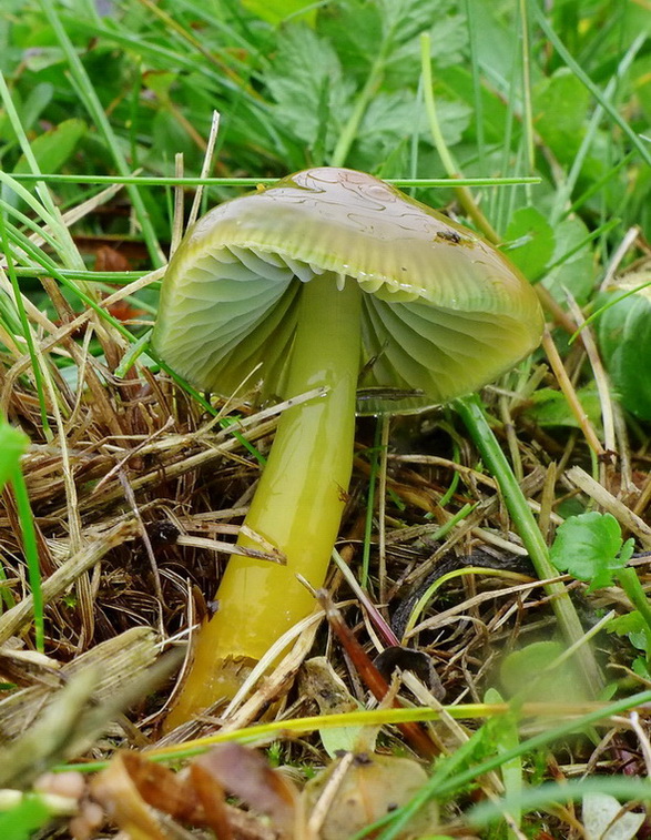 lúčnica žltozelená Gliophorus psittacinus (Schaeff.) Herink