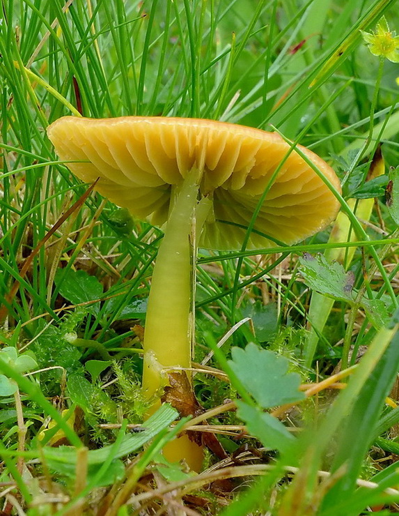 lúčnica žltozelená Gliophorus psittacinus (Schaeff.) Herink