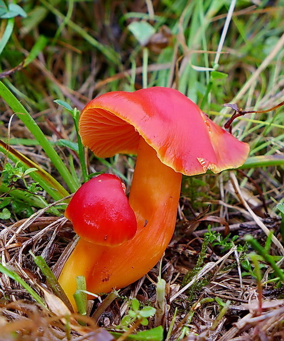 lúčnica Hygrocybe sp.