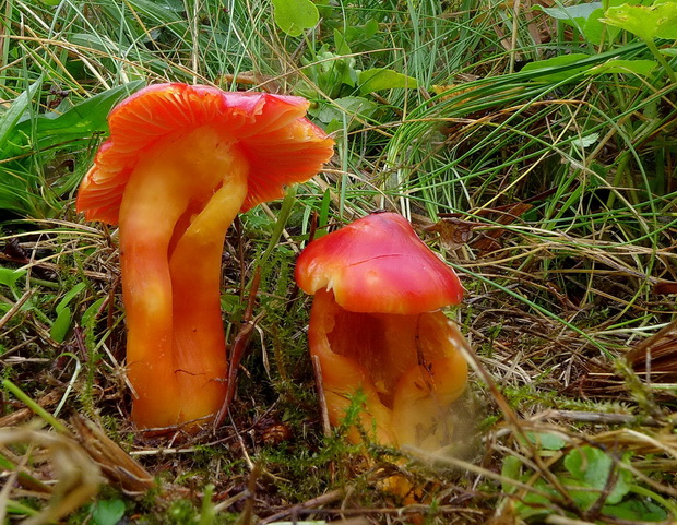 lúčnica nádherná Hygrocybe splendidissima (P.D. Orton) M.M. Moser