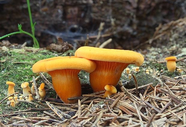 líška oranžová Hygrophoropsis aurantiaca (Wulfen) Maire