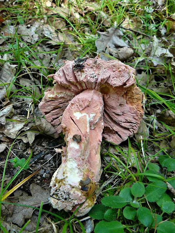 hubožer  Hypomyces hyalinus (Schwein.) Tul. & C. Tul.