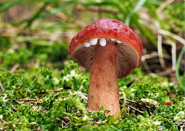 rýdzik Lactarius sp.